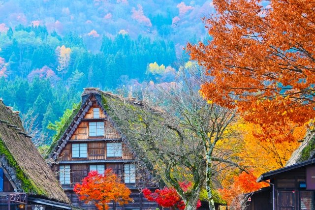 岐阜県白川郷の合掌造りと紅葉の絶景 / Autumn foliage and Gassho-style house in Shirakawa-go, Gifu, Japan